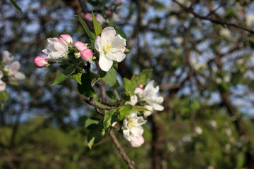 Apple blossom