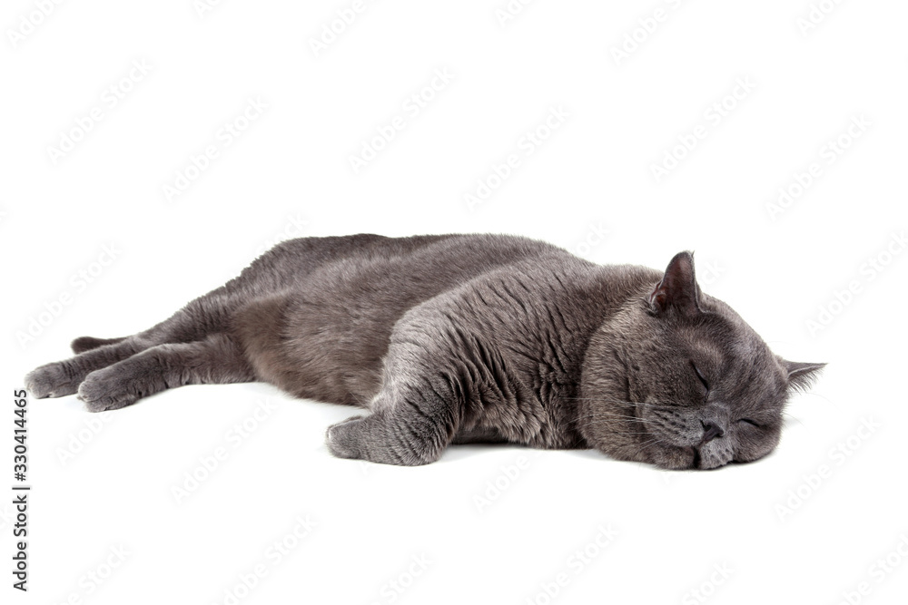 Canvas Prints Funny sleeping British cat