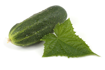 Cucumber and leaf