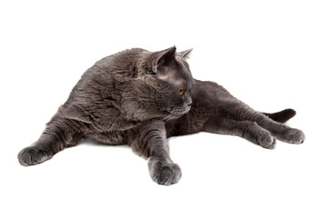 Fototapeta premium Lying British cat