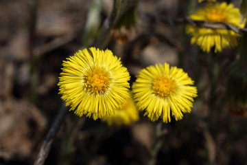 Far Eastern snowdrop variety