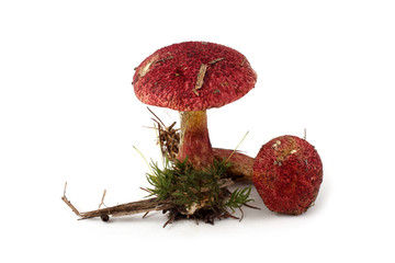 Boletinus asiaticus. This edible mushroom grows near larches