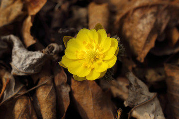 Adonis amurensis, Far Eastern snowdrop