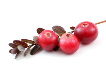 Cranberries and leaves