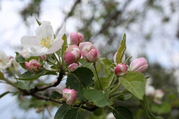 Apple flower and buds