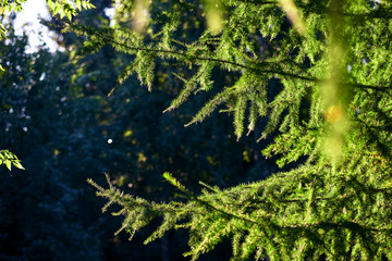 Branch of a coniferous tree fir. Green Background