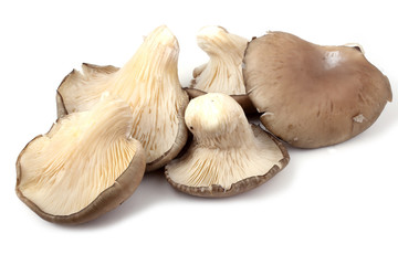 Oyster mushrooms