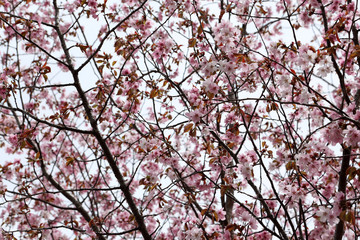 Sakura. Apricot blossom.