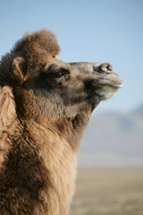 Fototapeta premium Bactrian Camel. Portrait of a Mongolian camel. Traveling in Asia.