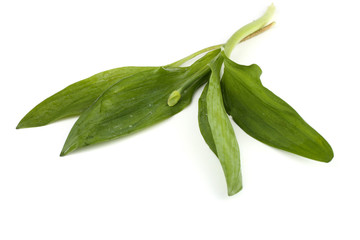 Ramson leaves and arrow