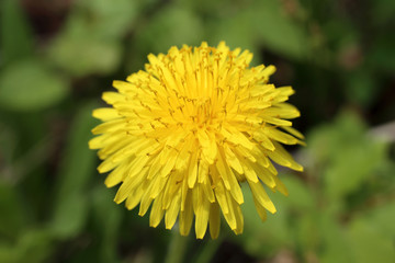 Dandelion
