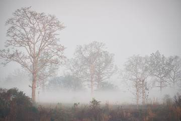 three dry trees in foggy on morning of chianf rai northeast of thailand
