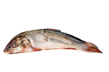 Rudd fish