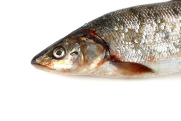 Rudd fish