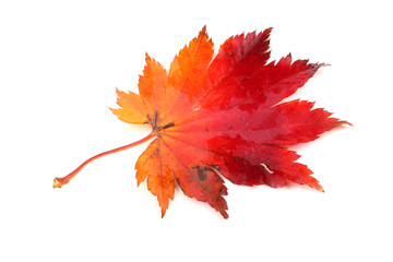 Autumn maple leaf