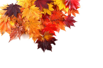 Autumn maple leaves