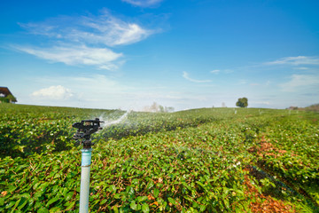 sprinkle spray water in tea farm on clear blue sky
