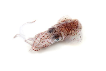 Little cuttlefish