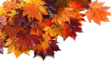 Autumn maple leaves