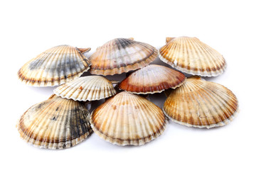 Different color scallops