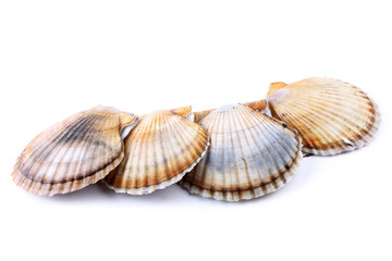 Different color scallops