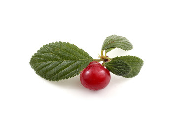 Far eastern cherry and leaves