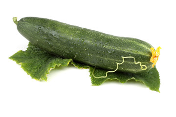Cucumber, leaf and tendril