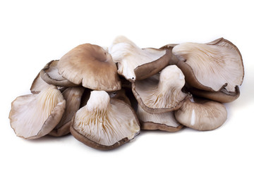 Oyster mushrooms