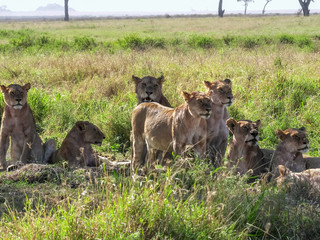lion pride sitting and resting at serengeti national park