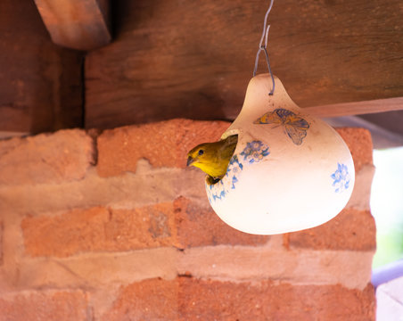 Close up of a canary in its nest
