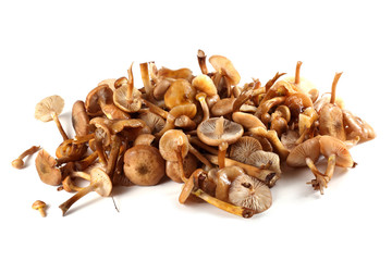 Honey fungus mushrooms