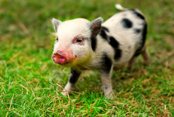 An 8 week old Juliana pig.