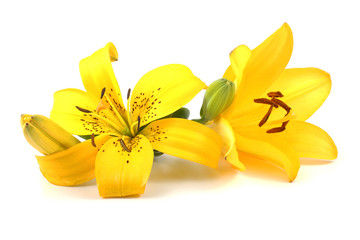 Yellow lilies and bud