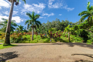 Beautiful palm tree across Road to Hana in Maui Hawaii USA