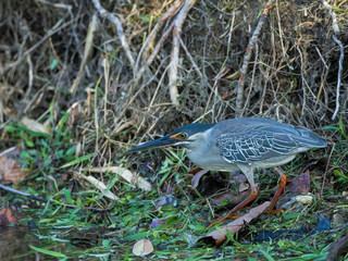 The Striated Heron, also known as Little Heron, is a small squat water bird with short legs, black crown and a small drooping crest. Scientific name is Butorides striata.