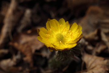 Adonis amurensis, Far Eastern snowdrop