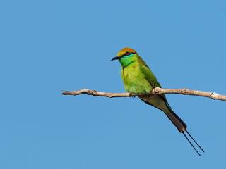 The Green Bee-eater is a tiny bird with a bright emerald green plumage, a narrow black stripe on its throat and a black ‘mask’ running through its crimson eyes. Scientific name is Merops orientalis.