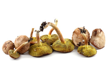 Greasers mushrooms