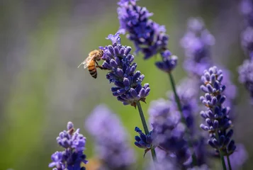 Afwasbaar Fotobehang Bij Honey bee gathering pollen in a field of lavender