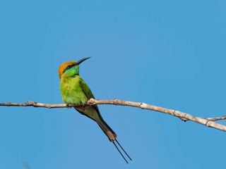 The Green Bee-eater is a tiny bird with a bright emerald green plumage, a narrow black stripe on its throat and a black ‘mask’ running through its crimson eyes. Scientific name is Merops orientalis.