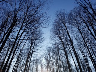 Twilight Trees