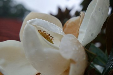 Fresh Rain