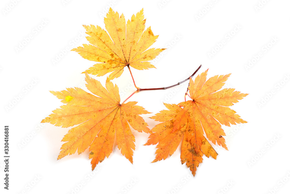 Wall mural autumn maple branch