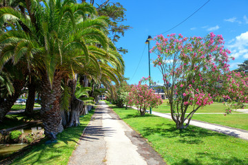 tropical park with blooming trees in the springtime