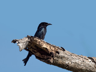 The Black Drongo is a wholly black medium sized bird with a distinctive forked tail. Scientific name is Dicrurus macrocercus.