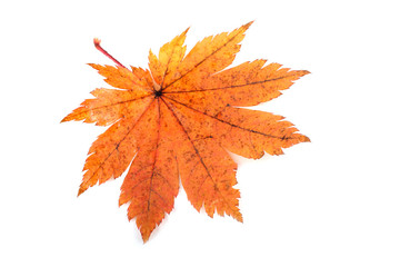 Autumn maple leaf