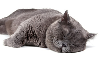 Funny sleeping British cat