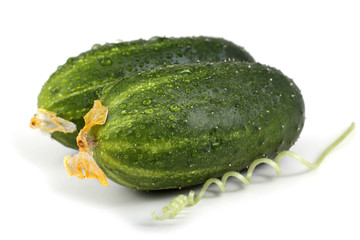Cucumbers and tendrils