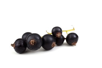 Cluster of black currant