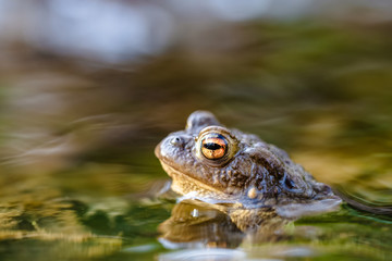 Common toad (Bufo bufo,) in a stream, only the head and eyes are visible above the surface
